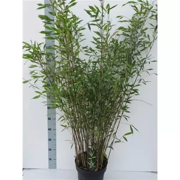 Fargesia x 'Viking' - Cowell's Garden Centre | Woolsington