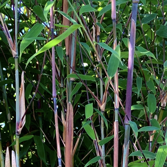 Fargesia murielae 'Violet Woods' - image 2