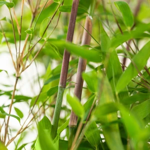 Fargesia murielae 'Violet Woods' - image 2