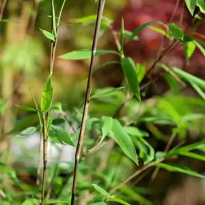 Fargesia nitida 'Volcano' - image 3