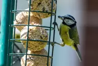 Fat Ball & Suet Feeders