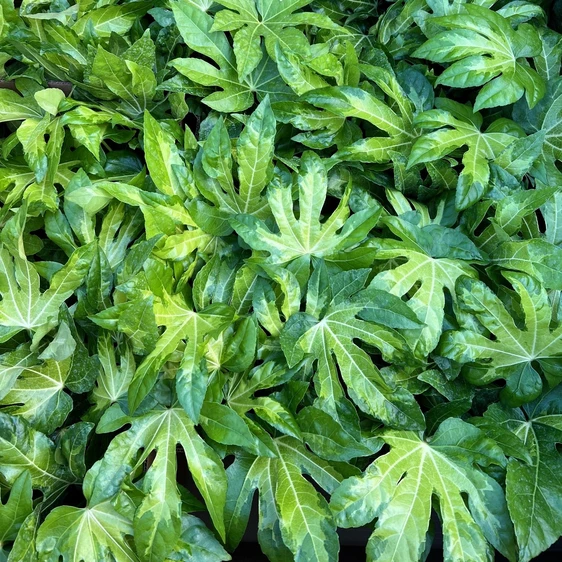 Fatsia japonica 'Camouflage' 2L - image 2