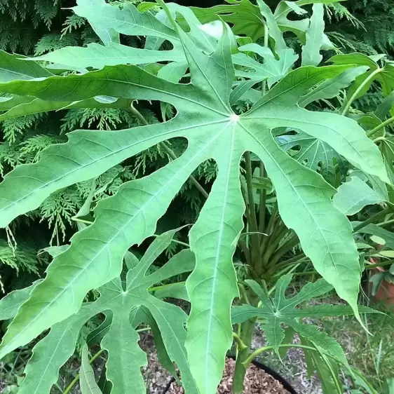 Fatsia polycarpa 'Green Fingers' 4L - image 1