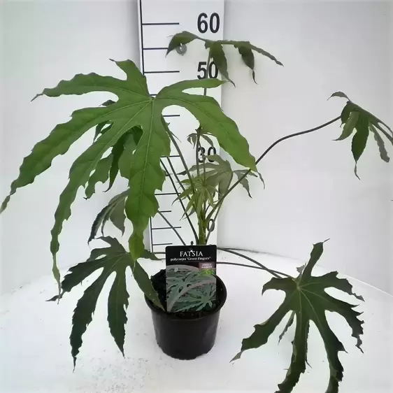 Fatsia polycarpa 'Green Fingers' 4L - image 2