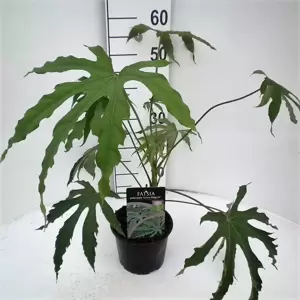 Fatsia polycarpa 'Green Fingers' 4L - image 2