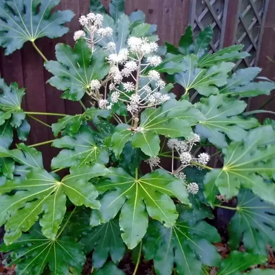 Fatsia japonica 15L
