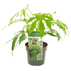 Fatsia polycarpa 'Needham's Lace' - image 2
