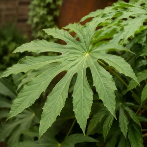 Fatsia polycarpa 'Needham's Lace' - image 1