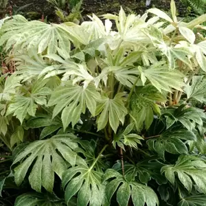 Fatsia japonica 'Spider's Web' - Photo(s) courtesy of TERRA NOVA® Nurseries, Inc.