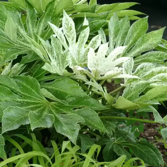 Fatsia japonica 'Spider's Web' - Photo(s) courtesy of TERRA NOVA® Nurseries, Inc.