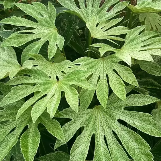 Fatsia japonica 'Spider's Web' - Photo(s) courtesy of TERRA NOVA® Nurseries, Inc.