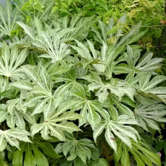 Fatsia japonica 'Spider's Web' - Photo(s) courtesy of TERRA NOVA® Nurseries, Inc.