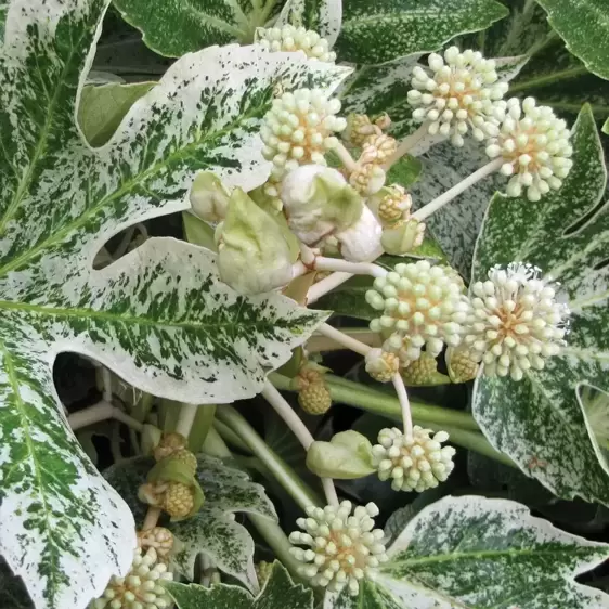 Fatsia japonica 'Spider's Web' - Photo(s) courtesy of TERRA NOVA® Nurseries, Inc.