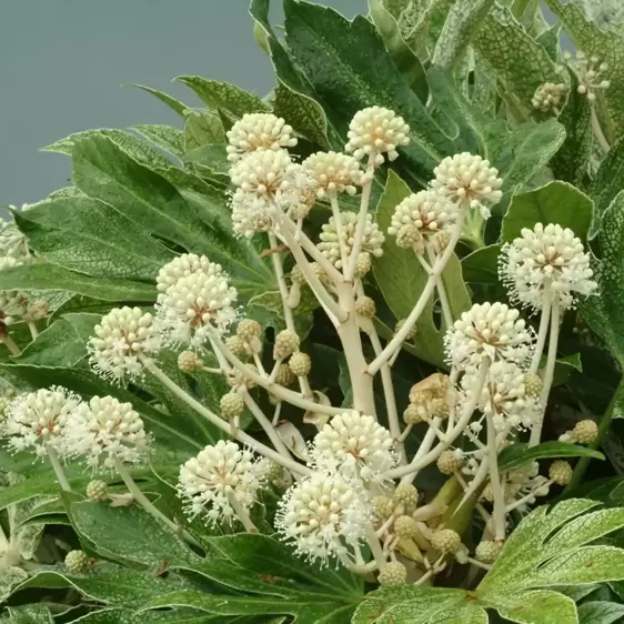 Fatsia japonica 'Spider's Web' - Photo(s) courtesy of TERRA NOVA® Nurseries, Inc.