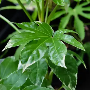Fatsia japonica 'Variegata' 4L