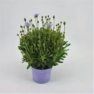 Felicia amelloides 'Felicitara Blue' - image 3