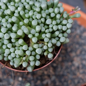 Fenestraria aurantiaca