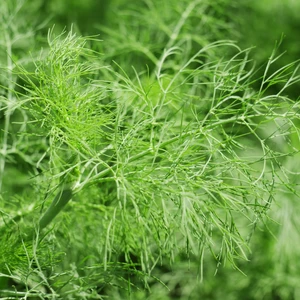 Fennel 1L