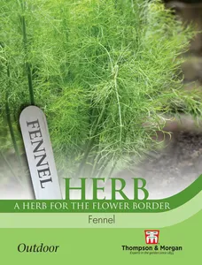 Fennel - image 1