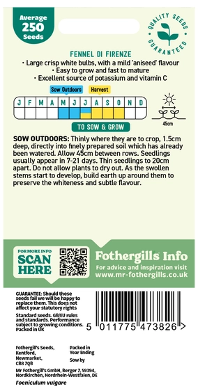 Fennel Di Firenze - image 2