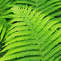 Ferns
