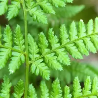 Ferns