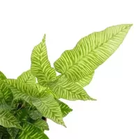 Ferns - Indoor