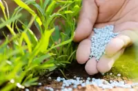 Plant Feed & Fertilisers