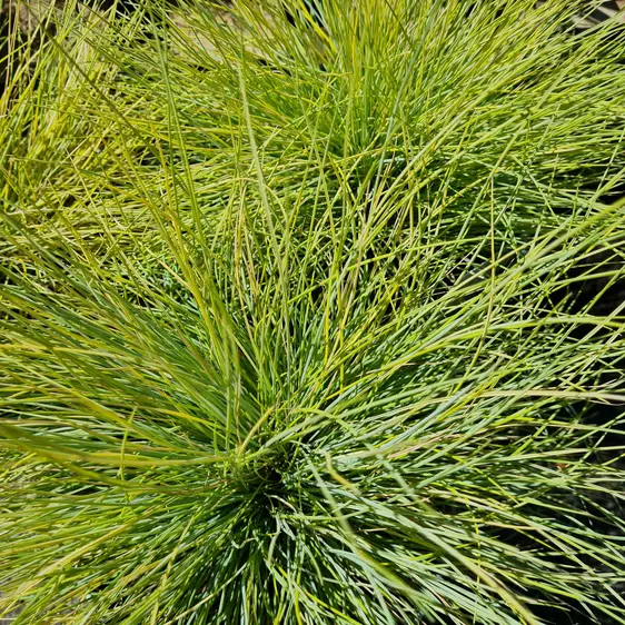 Festuca glauca 'AmiGold'