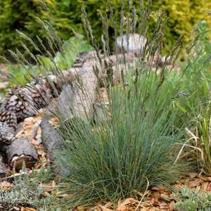 Image Credit: Kernock Park Plants Ltd.