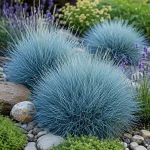 Festuca glauca 'Elijah Blue'