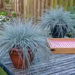 Festuca glauca 'Intense Blue' 2L - image 2