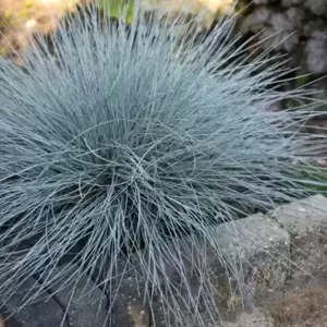 Festuca glauca 'Intense Blue' 2L - image 3