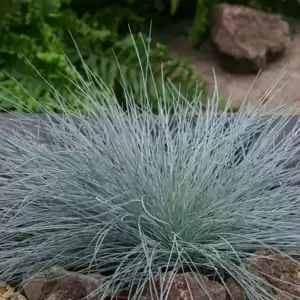 Festuca glauca 'Intense Blue' 2L - image 1