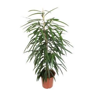Ficus binnendijkii 'Alii' 21cm