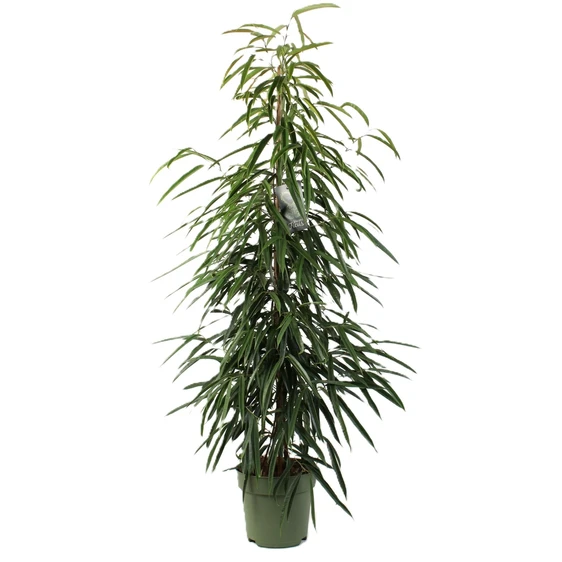 Ficus binnendijkii 'Alii' (Large)