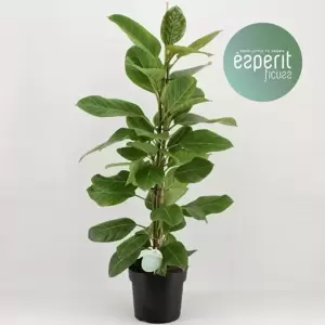 Ficus altissima 21cm - image 3