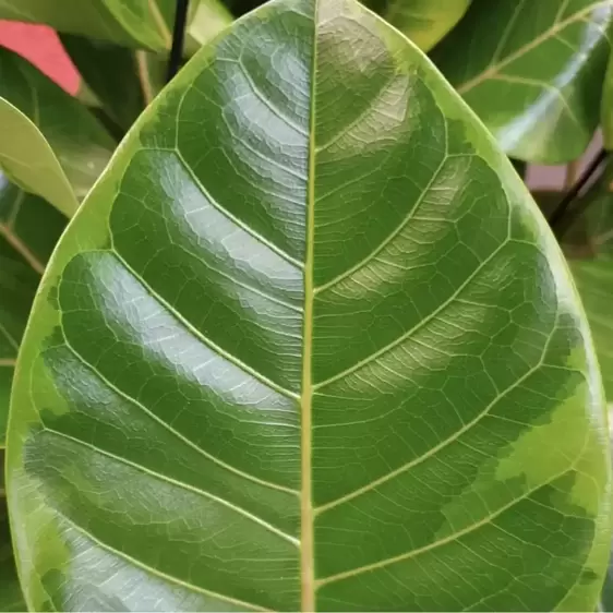 Ficus altissima 21cm - image 1