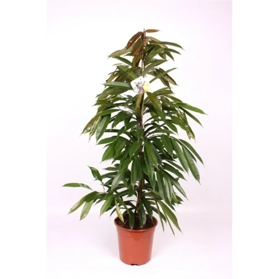 Ficus binnendijkii 'Amstel King' 17cm - image 2