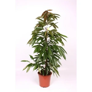 Ficus binnendijkii 'Amstel King' 21cm