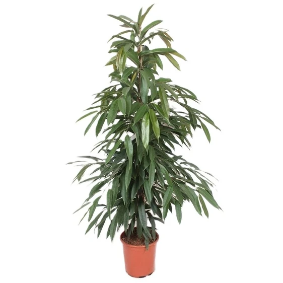 Ficus binnendijkii 'Amstel King'