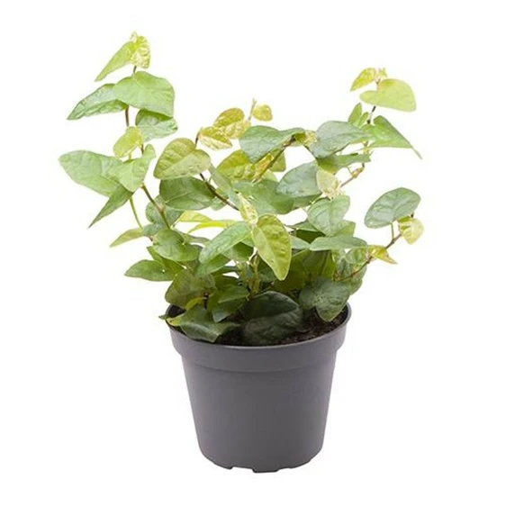 Ficus pumila 'Arina'