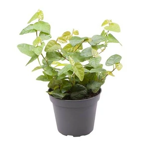 Ficus pumila 'Arina'