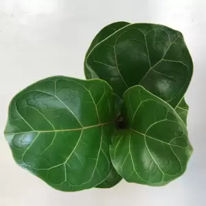 Ficus lyrata 'Bambino' 9cm