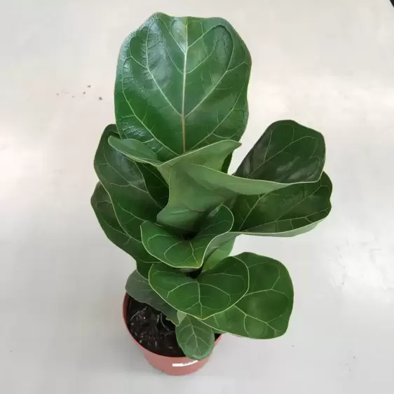 Ficus lyrata 'Bambino' 9cm - image 2