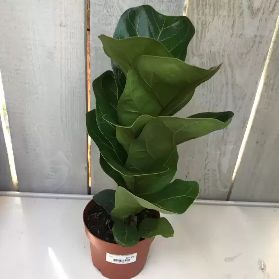 Ficus lyrata 'Bambino' 9cm - image 3