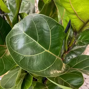 Ficus lyrata 'Bambino' 21cm - image 2