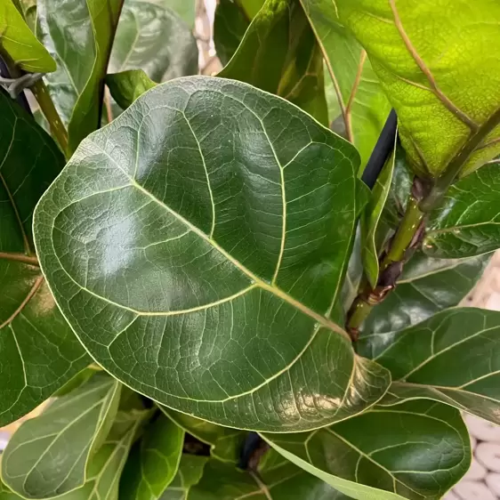 Ficus lyrata 'Bambino' - image 2
