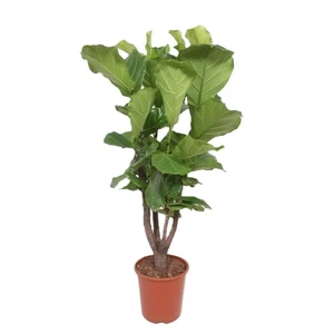 Ficus lyrata 'Bambino' - image 1