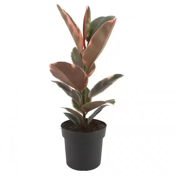 Ficus elastica 'Belize' 17cm - image 1